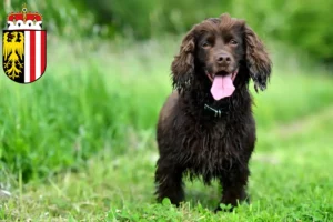 Mehr über den Artikel erfahren Field Spaniel Züchter und Welpen in Oberösterreich