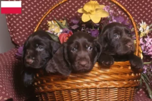 Mehr über den Artikel erfahren Field Spaniel Züchter und Welpen in Polen