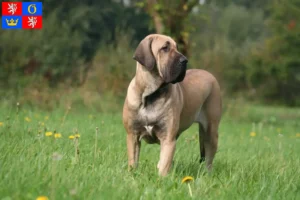 Mehr über den Artikel erfahren Fila Brasileiro Züchter und Welpen in Hradec Králové