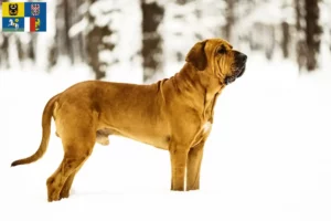 Mehr über den Artikel erfahren Fila Brasileiro Züchter und Welpen in Mähren-Schlesien