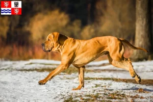 Mehr über den Artikel erfahren Fila Brasileiro Züchter und Welpen in Mittelböhmen