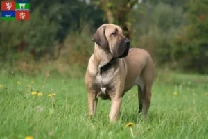 Mehr über den Artikel erfahren Fila Brasileiro Züchter und Welpen in Ústí