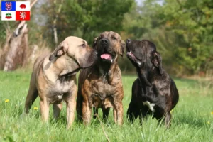 Mehr über den Artikel erfahren Fila Brasileiro Züchter und Welpen in Vysočina