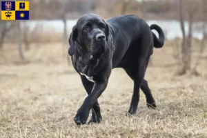 Mehr über den Artikel erfahren Fila Brasileiro Züchter und Welpen in Zlín