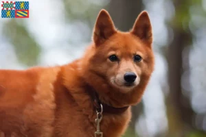 Mehr über den Artikel erfahren Finnenspitz Züchter und Welpen in Bourgogne-Franche-Comté