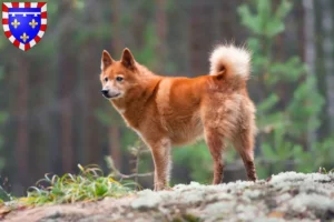 Mehr über den Artikel erfahren Finnenspitz Züchter und Welpen in Centre-Val de Loire