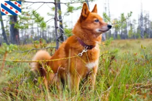 Mehr über den Artikel erfahren Finnenspitz Züchter und Welpen in Friesland