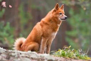 Mehr über den Artikel erfahren Finnenspitz Züchter und Welpen in Hovedstaden