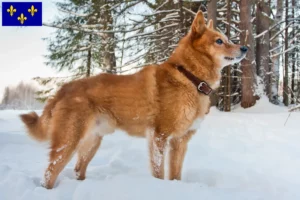 Mehr über den Artikel erfahren Finnenspitz Züchter und Welpen in Île-de-France