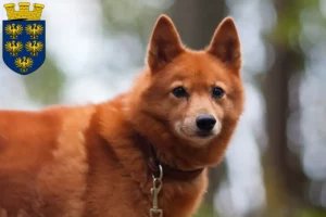 Mehr über den Artikel erfahren Finnenspitz Züchter und Welpen in Niederösterreich