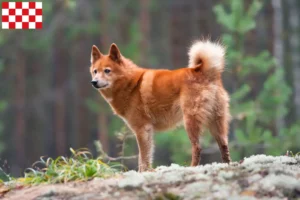 Mehr über den Artikel erfahren Finnenspitz Züchter und Welpen in Nordbrabant