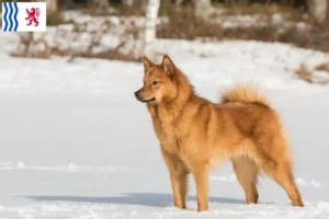 Mehr über den Artikel erfahren Finnenspitz Züchter und Welpen in Nouvelle-Aquitaine