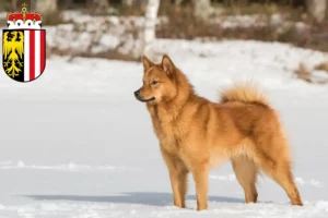 Mehr über den Artikel erfahren Finnenspitz Züchter und Welpen in Oberösterreich