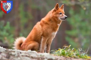 Mehr über den Artikel erfahren Finnenspitz Züchter und Welpen in Pays de la Loire