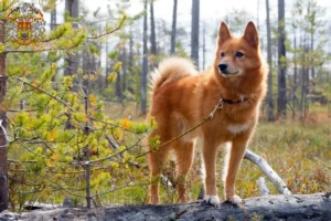 Mehr über den Artikel erfahren Finnenspitz Züchter und Welpen in Prag