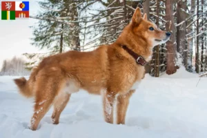 Mehr über den Artikel erfahren Finnenspitz Züchter und Welpen in Südböhmen