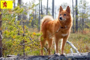 Mehr über den Artikel erfahren Finnenspitz Züchter und Welpen in Südholland