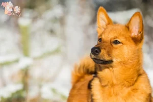 Mehr über den Artikel erfahren Finnenspitz Züchter und Welpen in Syddanmark