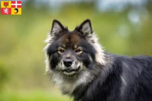 Mehr über den Artikel erfahren Finnischer Lapphund Züchter und Welpen in Auvergne-Rhône-Alpes