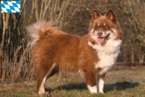 Mehr über den Artikel erfahren Finnischer Lapphund Züchter und Welpen in Bayern