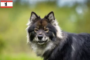 Mehr über den Artikel erfahren Finnischer Lapphund Züchter und Welpen in Berlin