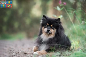 Mehr über den Artikel erfahren Finnischer Lapphund Züchter und Welpen in Bourgogne-Franche-Comté