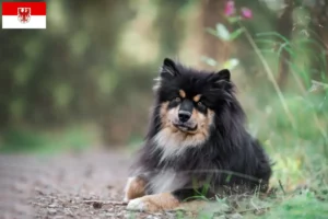 Mehr über den Artikel erfahren Finnischer Lapphund Züchter und Welpen in Brandenburg