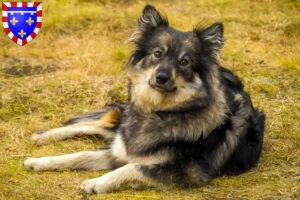 Mehr über den Artikel erfahren Finnischer Lapphund Züchter und Welpen in Centre-Val de Loire