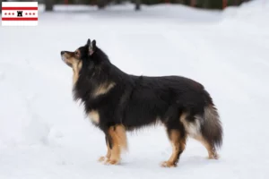 Mehr über den Artikel erfahren Finnischer Lapphund Züchter und Welpen in Drenthe