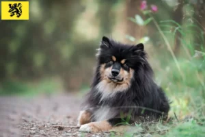 Mehr über den Artikel erfahren Finnischer Lapphund Züchter und Welpen in Flandern