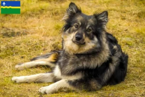 Mehr über den Artikel erfahren Finnischer Lapphund Züchter und Welpen in Flevoland