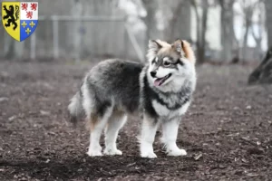 Mehr über den Artikel erfahren Finnischer Lapphund Züchter und Welpen in Hauts-de-France