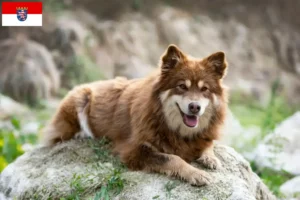 Mehr über den Artikel erfahren Finnischer Lapphund Züchter und Welpen in Hessen