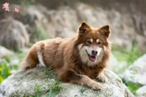 Mehr über den Artikel erfahren Finnischer Lapphund Züchter und Welpen in Hovedstaden