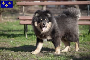 Mehr über den Artikel erfahren Finnischer Lapphund Züchter und Welpen in Île-de-France