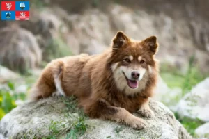 Mehr über den Artikel erfahren Finnischer Lapphund Züchter und Welpen in Karlsbad