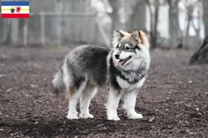 Mehr über den Artikel erfahren Finnischer Lapphund Züchter und Welpen in Mecklenburg-Vorpommern