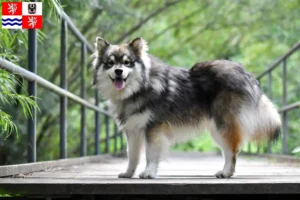 Mehr über den Artikel erfahren Finnischer Lapphund Züchter und Welpen in Mittelböhmen