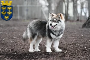 Mehr über den Artikel erfahren Finnischer Lapphund Züchter und Welpen in Niederösterreich