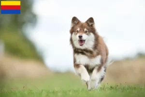 Mehr über den Artikel erfahren Finnischer Lapphund Züchter und Welpen in Nordholland