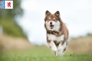 Mehr über den Artikel erfahren Finnischer Lapphund Züchter und Welpen in Nouvelle-Aquitaine