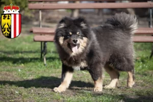 Mehr über den Artikel erfahren Finnischer Lapphund Züchter und Welpen in Oberösterreich