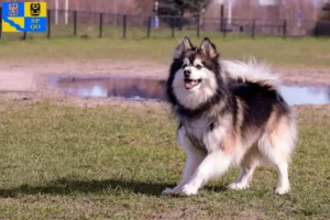 Mehr über den Artikel erfahren Finnischer Lapphund Züchter und Welpen in Olmütz