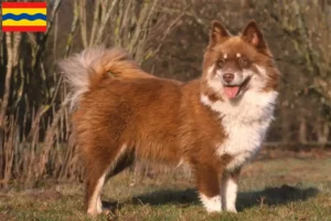 Mehr über den Artikel erfahren Finnischer Lapphund Züchter und Welpen in Overijssel