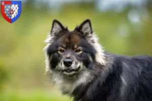 Mehr über den Artikel erfahren Finnischer Lapphund Züchter und Welpen in Pays de la Loire