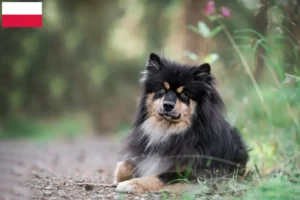 Mehr über den Artikel erfahren Finnischer Lapphund Züchter und Welpen in Polen