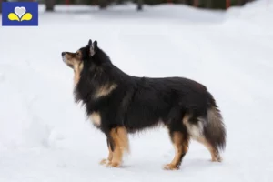 Mehr über den Artikel erfahren Finnischer Lapphund Züchter und Welpen in Region Brüssel-Hauptstadt