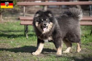 Mehr über den Artikel erfahren Finnischer Lapphund Züchter und Welpen im Saarland