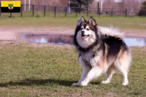 Mehr über den Artikel erfahren Finnischer Lapphund Züchter und Welpen in Sachsen-Anhalt