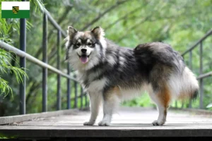 Mehr über den Artikel erfahren Finnischer Lapphund Züchter und Welpen in Sachsen